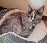 Maine Coon Katze 6-jährig sucht Einzelplatz