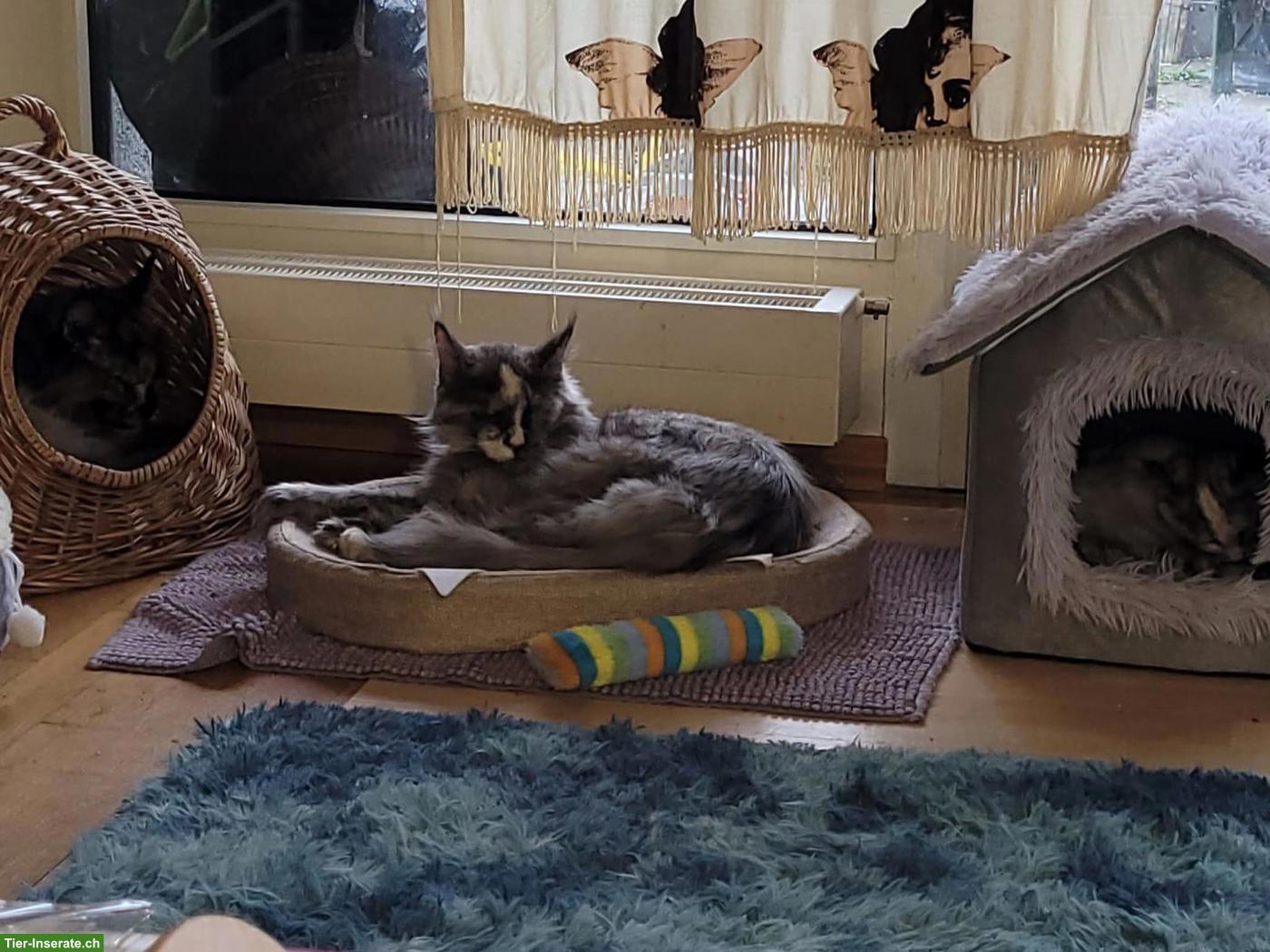 Bild 2: Maine Coon Katze 6-jährig sucht Einzelplatz
