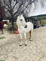 Reitbeteiligung auf Berberstute in Altikon ZH