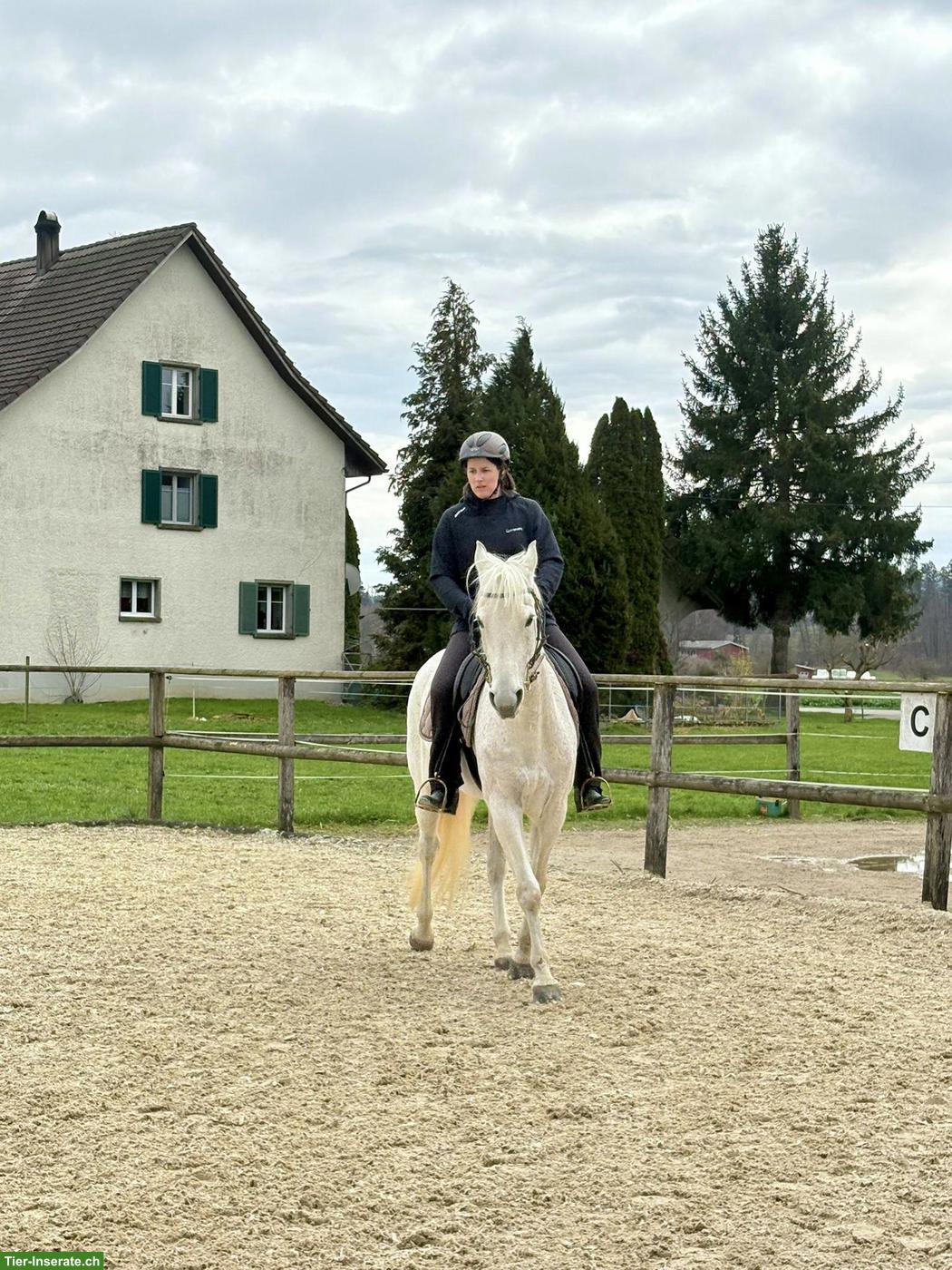 Bild 2: Reitbeteiligung auf Berberstute in Altikon ZH