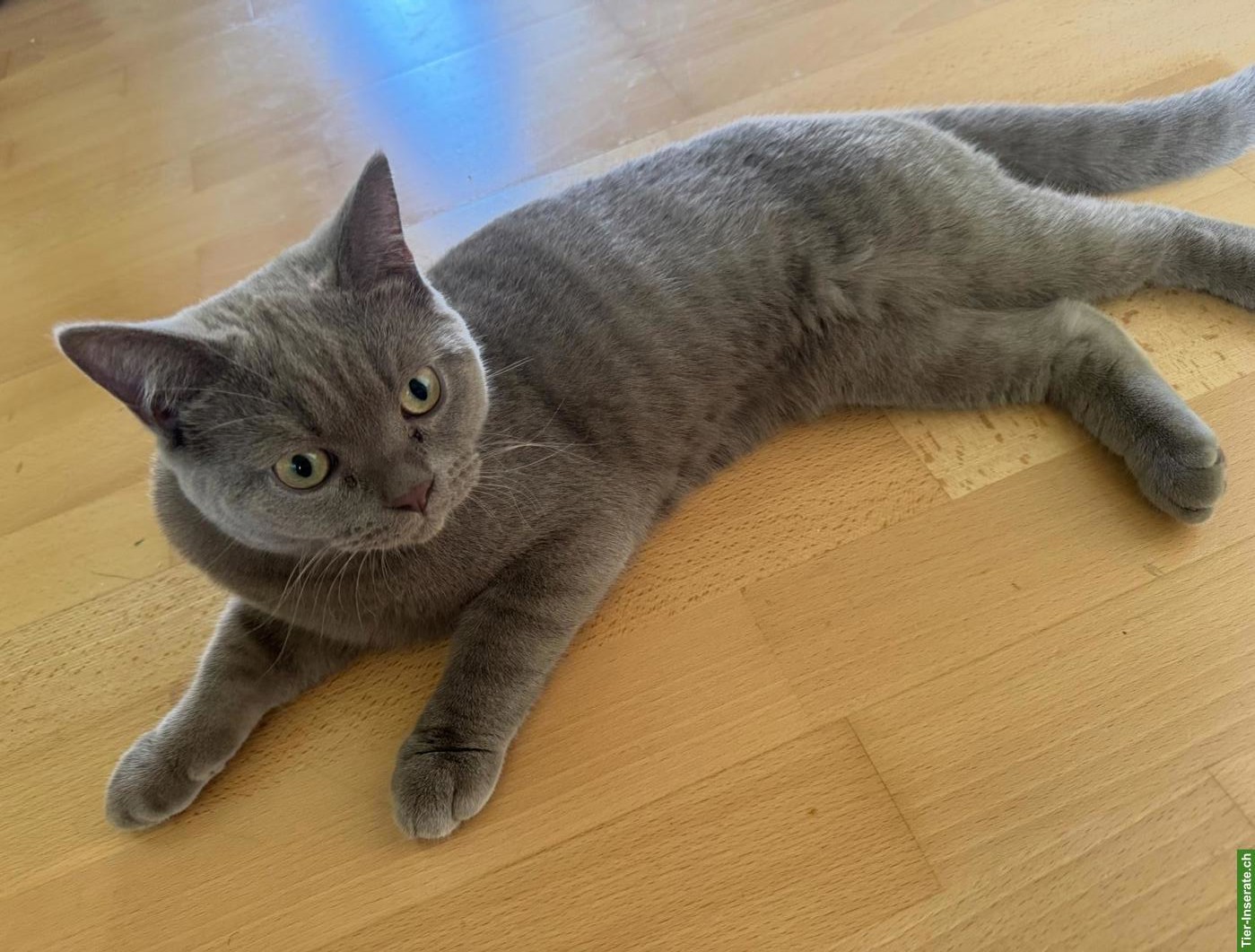 BKH Deckkater blue | nicht zum Verkaufen!