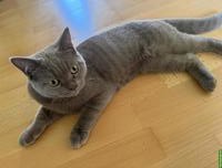 BKH Deckkater blue | nicht zum Verkaufen!