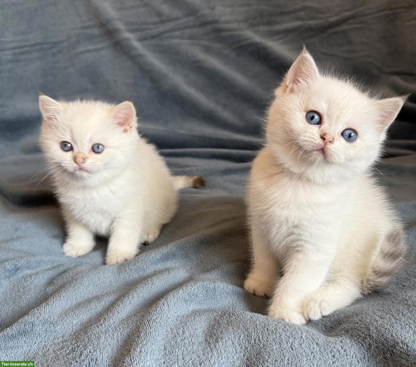 BKH Britisch Kurzhaar Kitten in colour-point mit Stammbaum FFH
