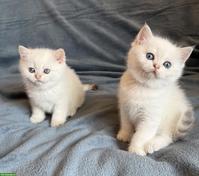 BKH Britisch Kurzhaar Kitten in colour-point mit Stammbaum FFH