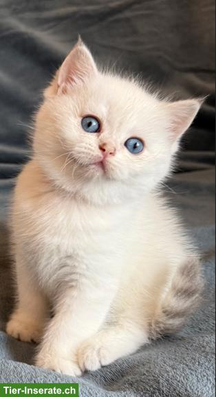 Bild 2: BKH Britisch Kurzhaar Kitten in colour-point mit Stammbaum FFH