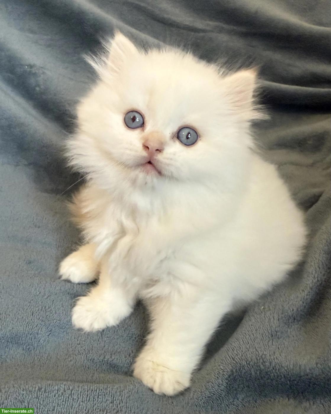 Bild 3: BKH Britisch Kurzhaar Kitten in colour-point mit Stammbaum FFH
