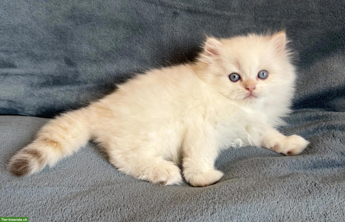 Bild 4: BKH Britisch Kurzhaar Kitten in colour-point mit Stammbaum FFH