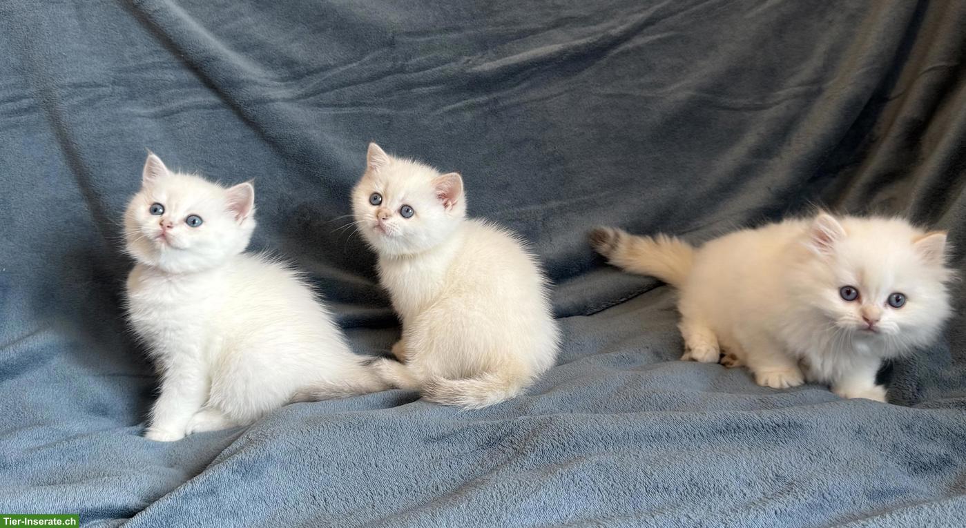 Bild 5: BKH Britisch Kurzhaar Kitten in colour-point mit Stammbaum FFH