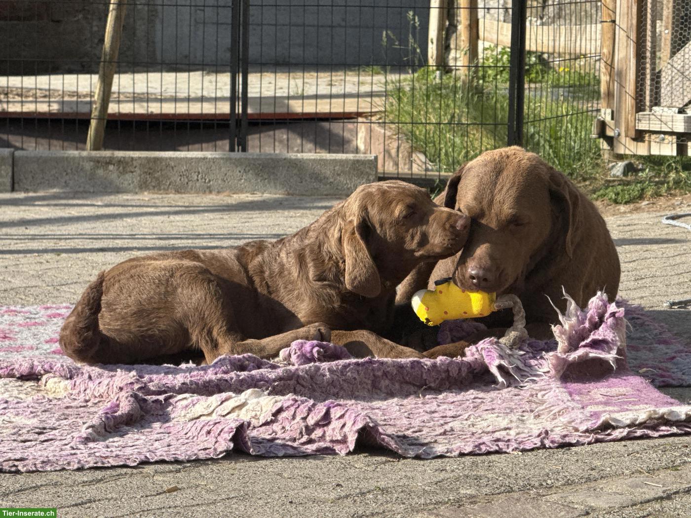Chesapeake Bay Retriever Rüde