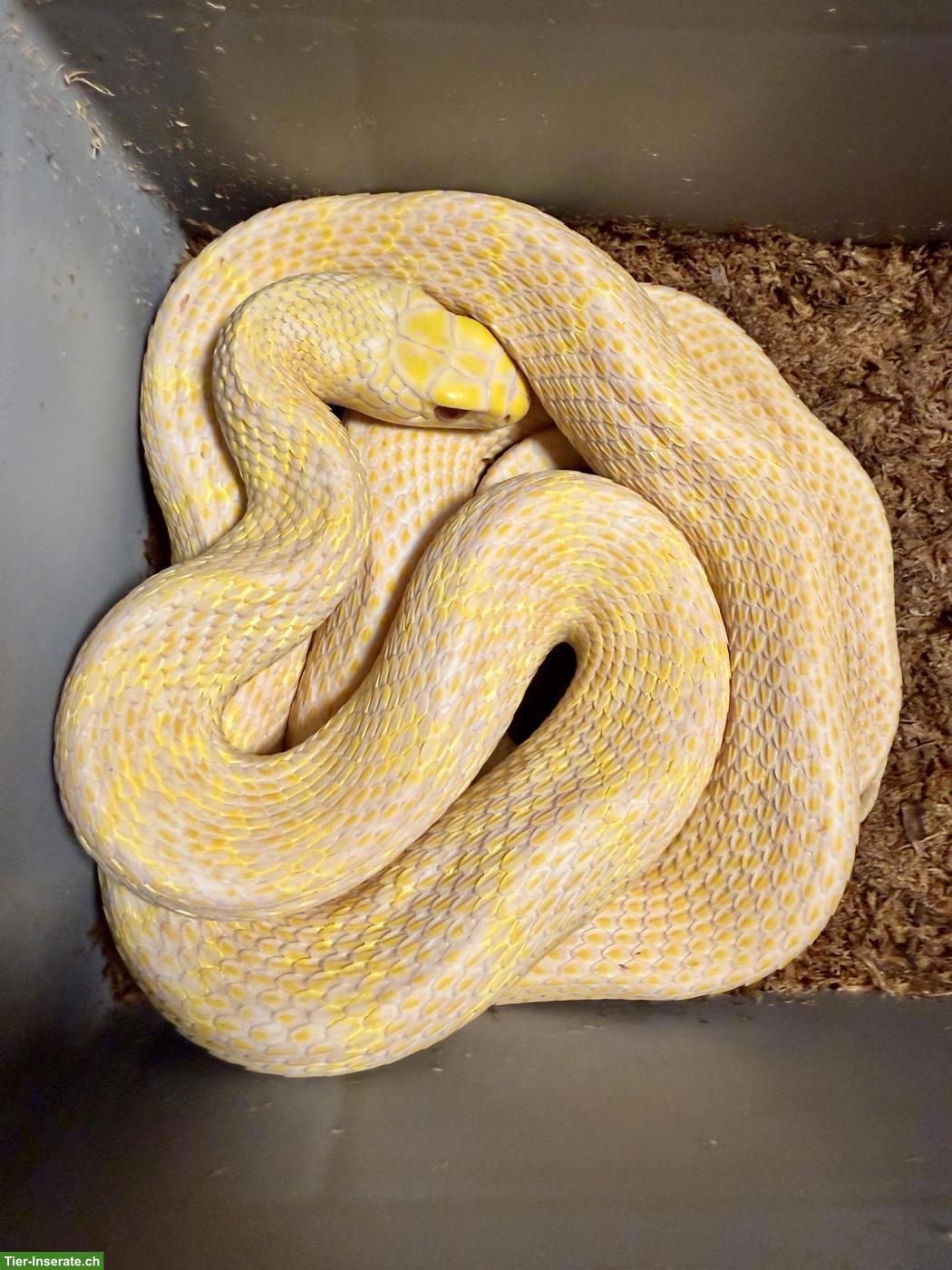 Gekielte Kletternatter (Elaphe carinata), T-albino