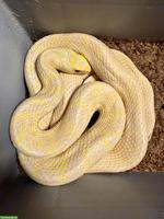 Gekielte Kletternatter (Elaphe carinata), T-albino