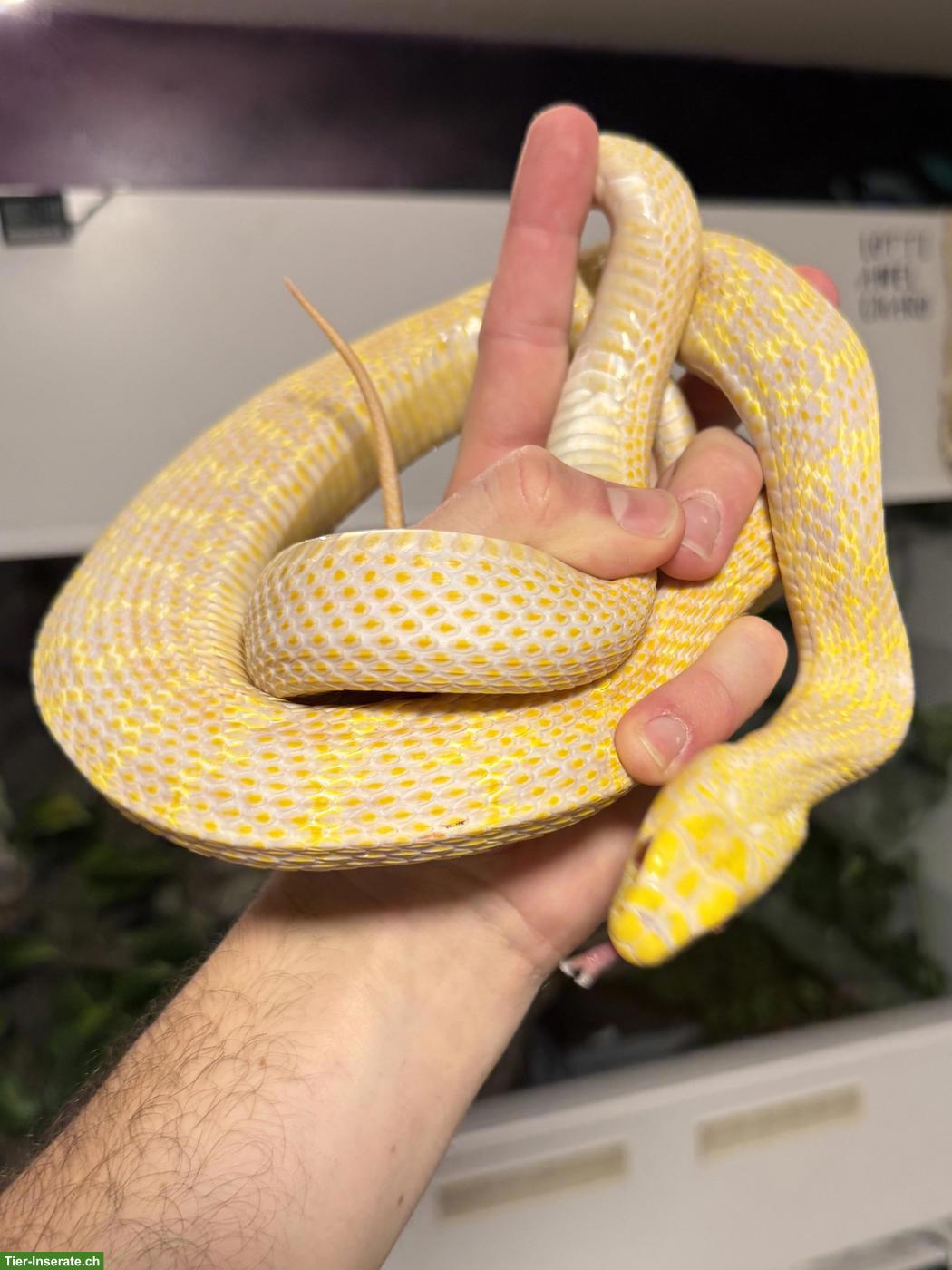 Bild 2: Gekielte Kletternatter (Elaphe carinata), T-albino