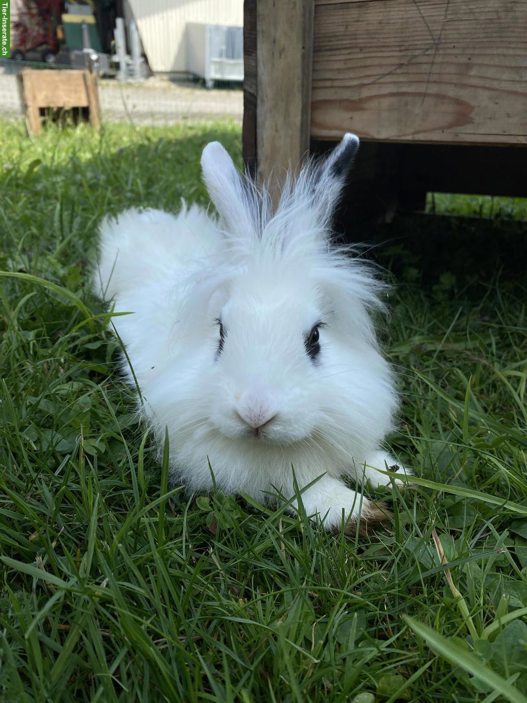 Löwenkopf Zwergkaninchen Bock sucht neues Zuhause 🐰