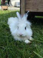 Löwenkopf Zwergkaninchen Bock sucht neues Zuhause 🐰