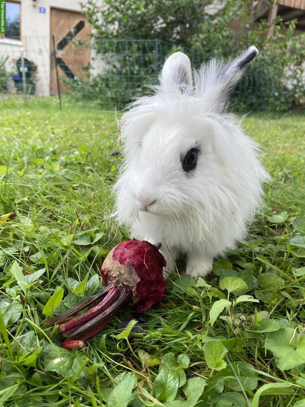 Bild 2: Löwenkopf Zwergkaninchen Bock sucht neues Zuhause 🐰