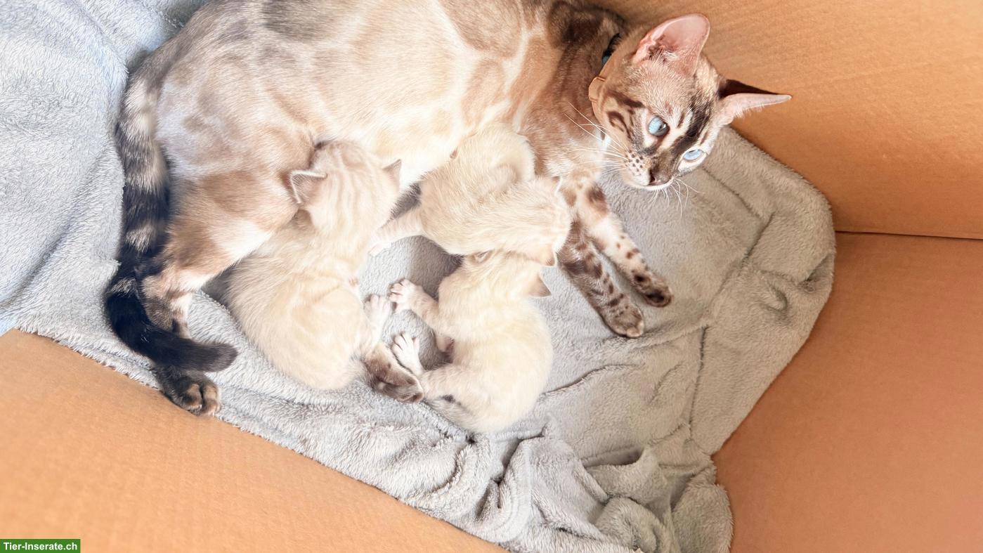 Snow Lynx Bengal Kitten aus eingetragener Zucht