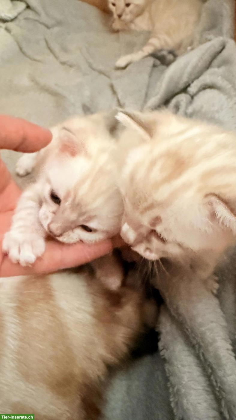 Bild 2: Snow Lynx Bengal Kitten aus eingetragener Zucht
