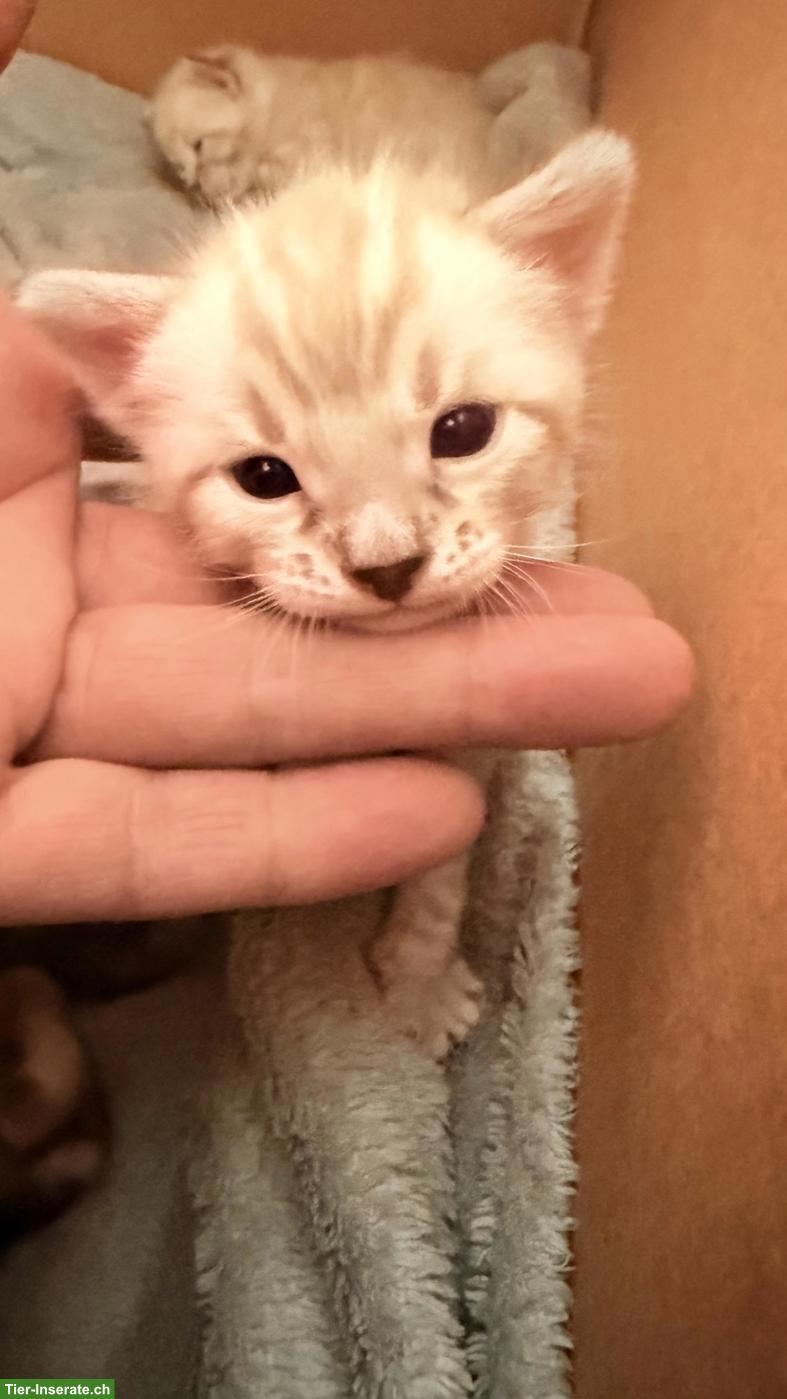Bild 3: Snow Lynx Bengal Kitten aus eingetragener Zucht