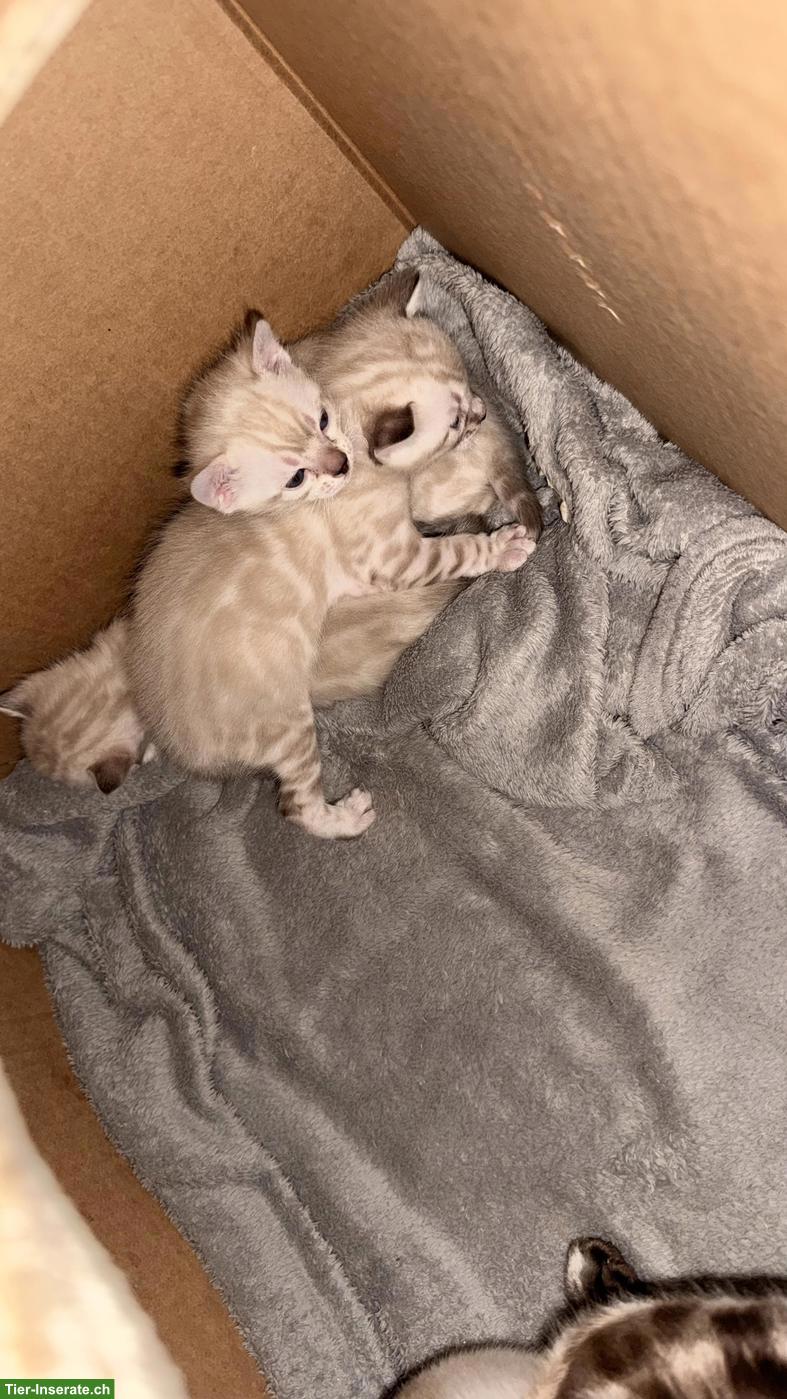 Bild 4: Snow Lynx Bengal Kitten aus eingetragener Zucht