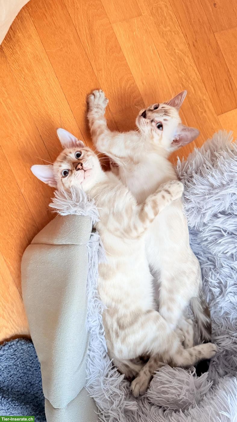 Bild 5: Snow Lynx Bengal Kitten aus eingetragener Zucht