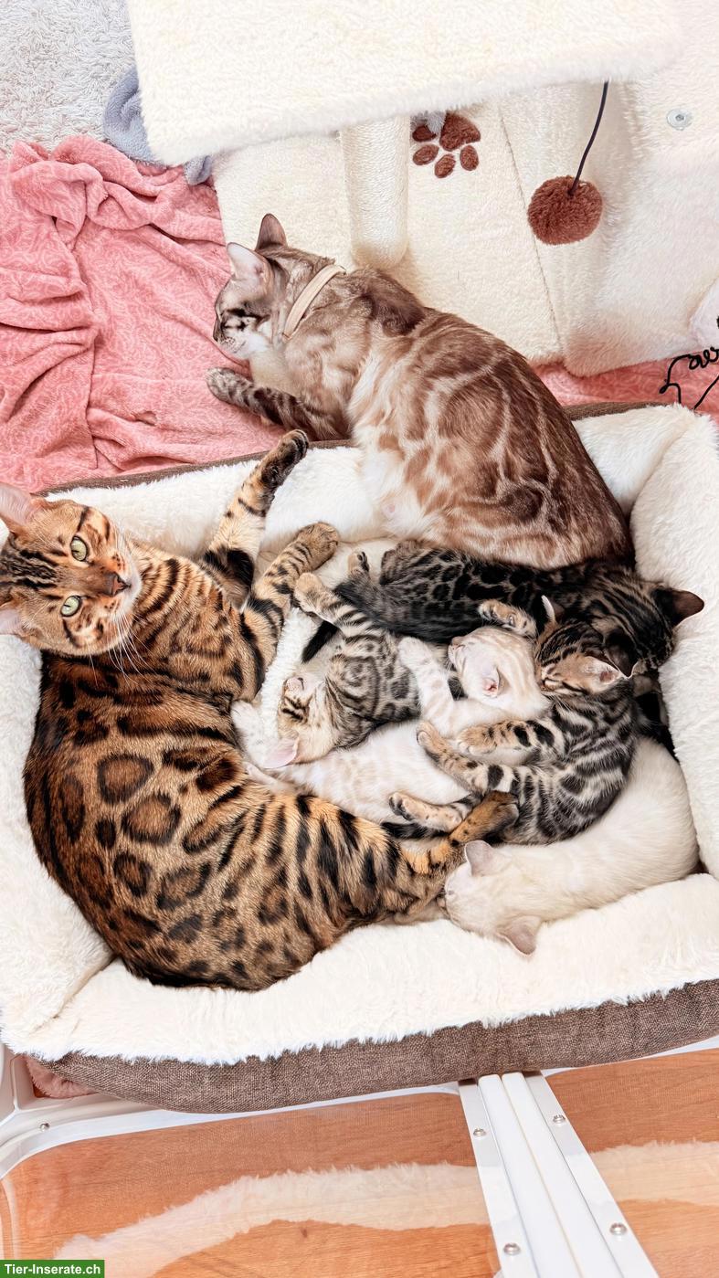 Bild 6: Snow Lynx Bengal Kitten aus eingetragener Zucht
