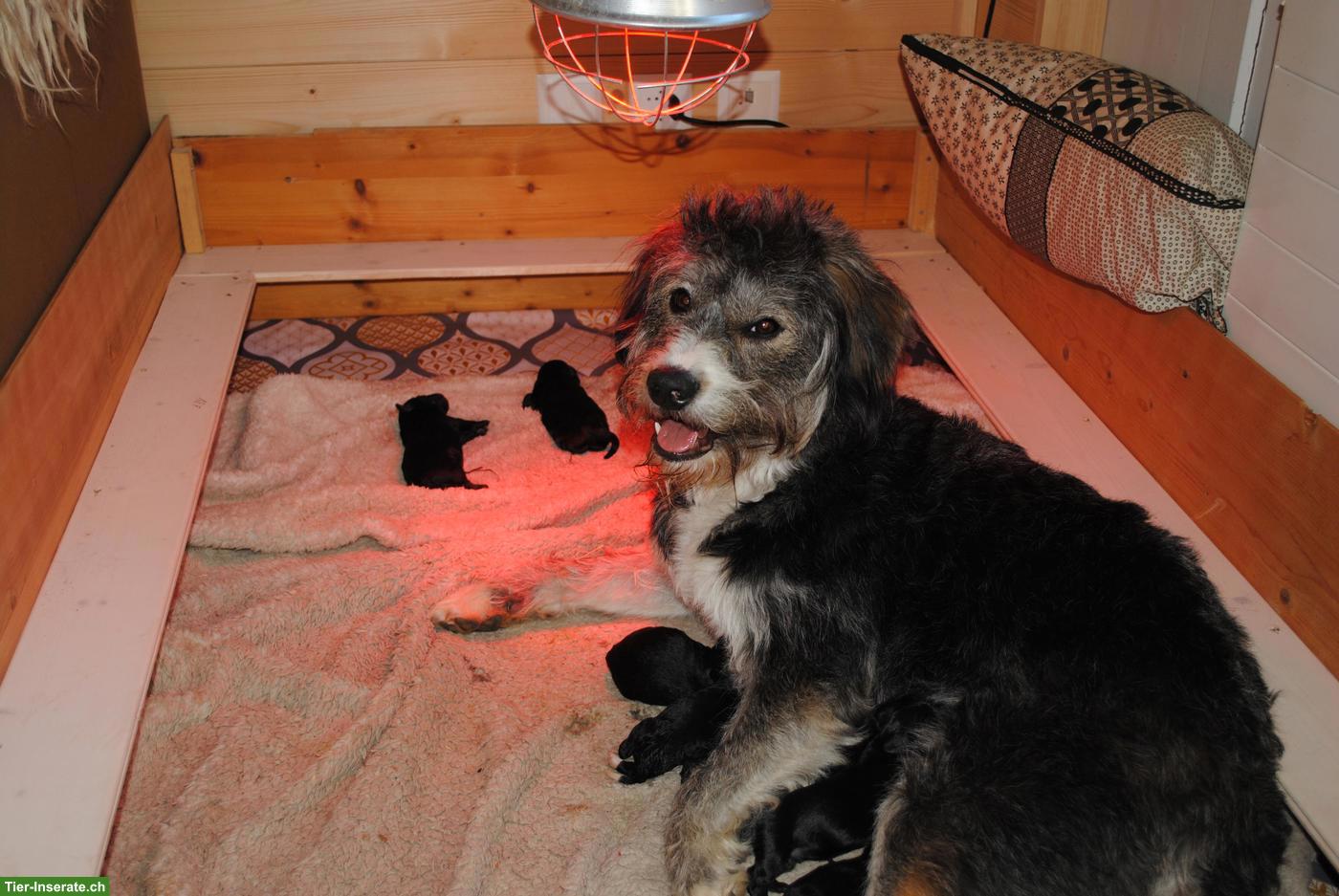 Schnoodle Welpen (Labradoodle x Zwergschnauzer)