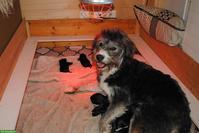 Schnoodle Welpen (Labradoodle x Zwergschnauzer)