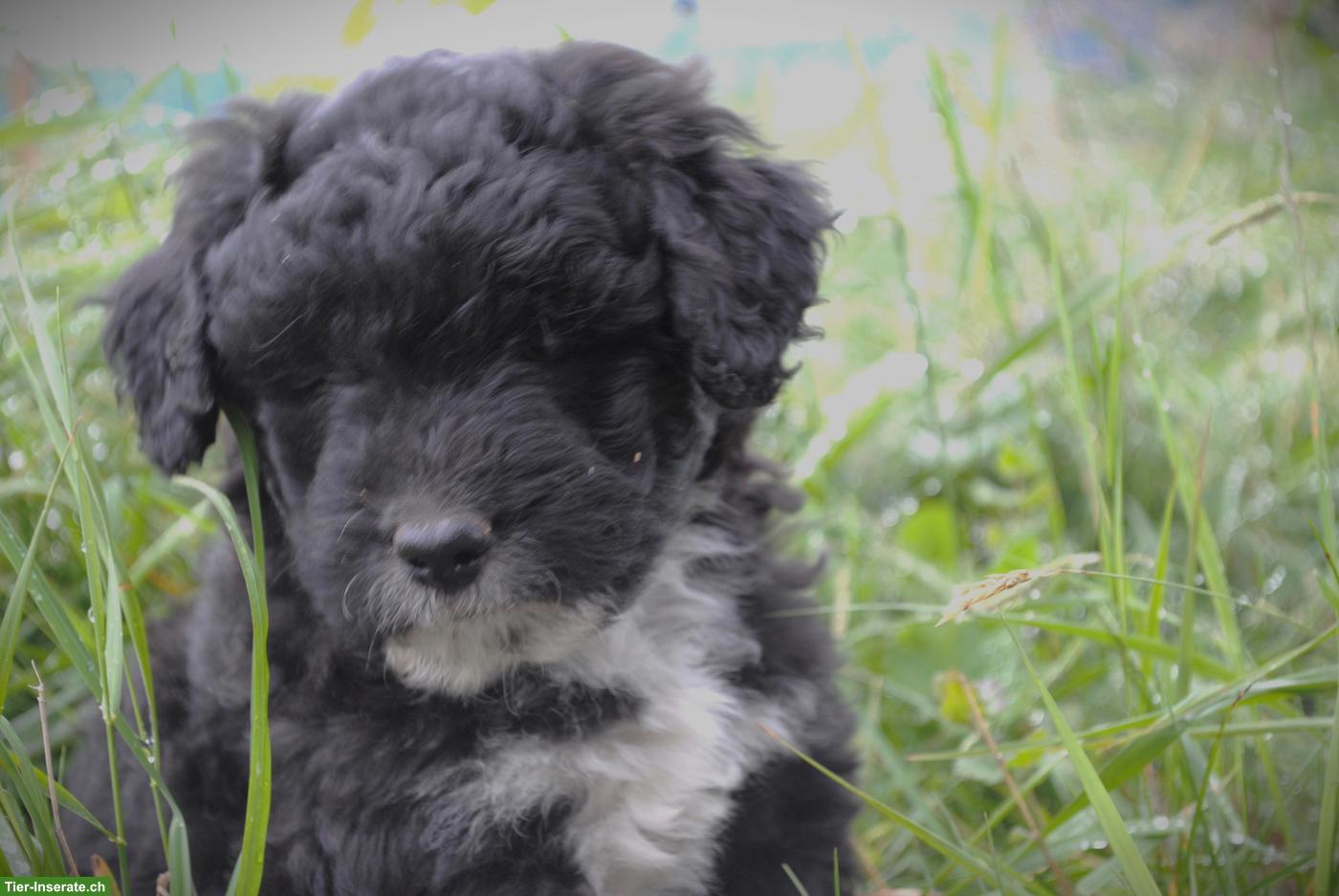 Bild 4: Schnoodle Welpen | Labradoodle x Zwergschnauzer