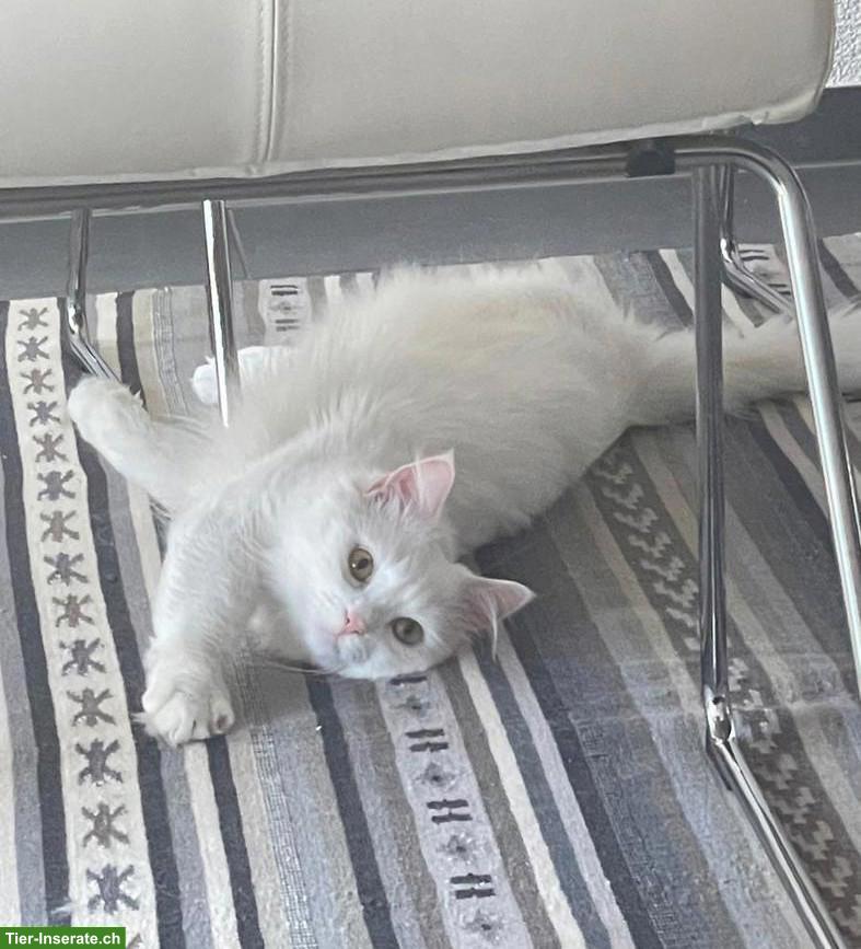 Türkisch Angora Kater, 2-jährig