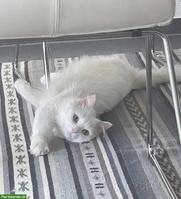 Türkisch Angora Kater, 2-jährig