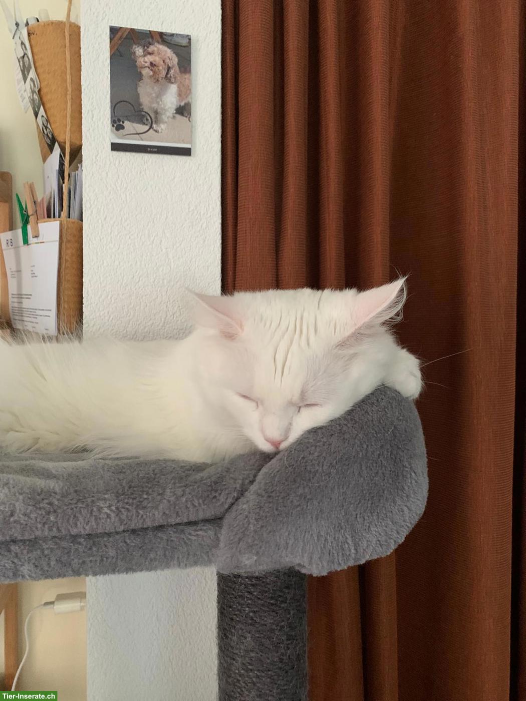 Bild 3: Türkisch Angora Kater, 2-jährig