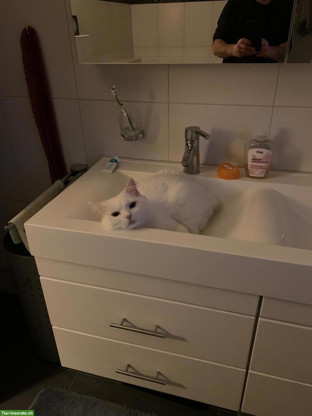 Bild 4: Türkisch Angora Kater, 2-jährig