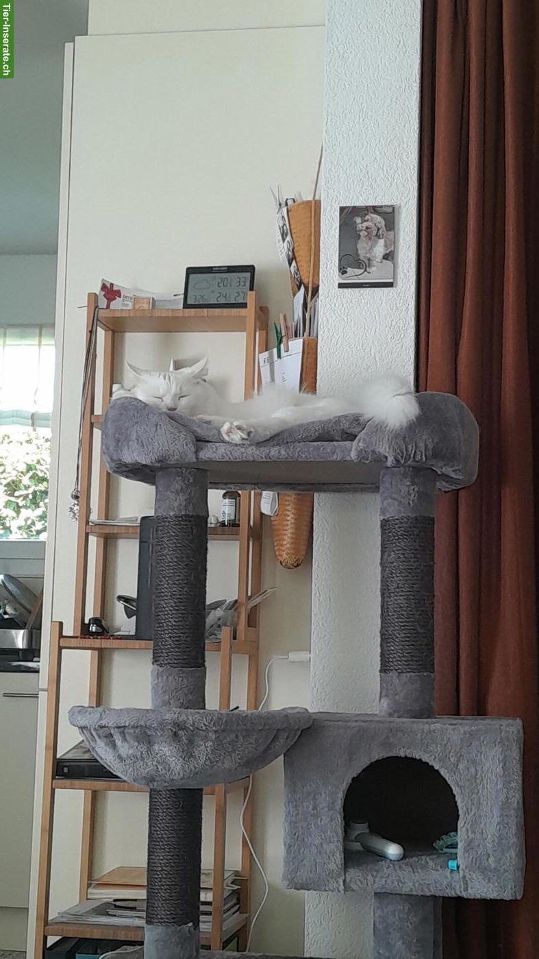 Bild 5: Türkisch Angora Kater, 2-jährig