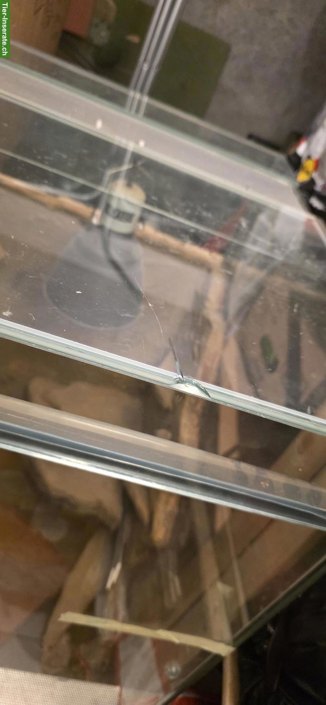 Bild 3: XL Terrarium mit Schiebetüren inkl. Unterschrank zu verkaufen
