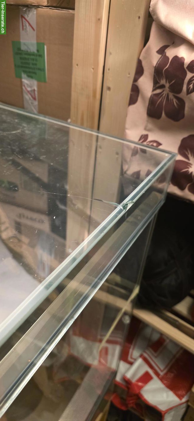 Bild 4: XL Terrarium mit Schiebetüren inkl. Unterschrank zu verkaufen