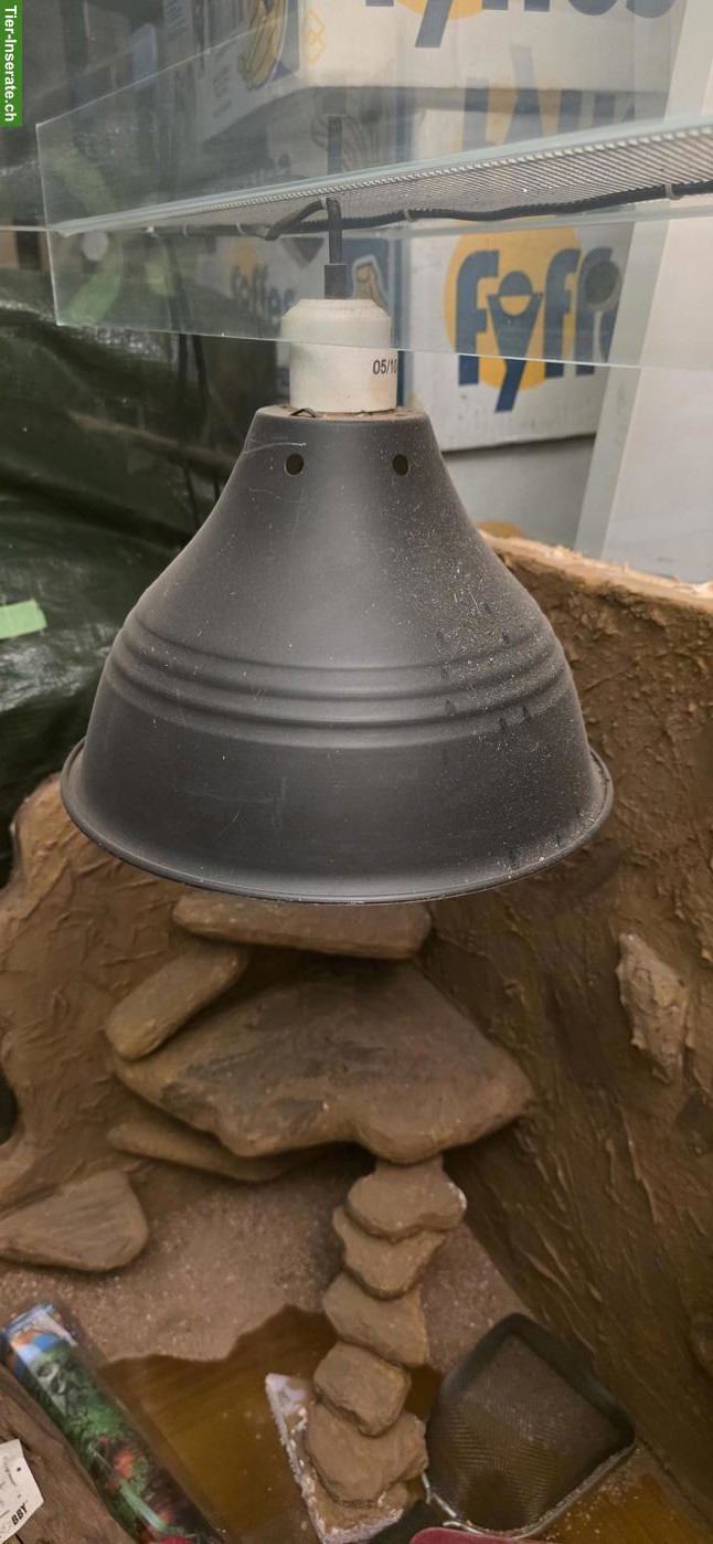 Bild 7: XL Terrarium mit Schiebetüren inkl. Unterschrank zu verkaufen