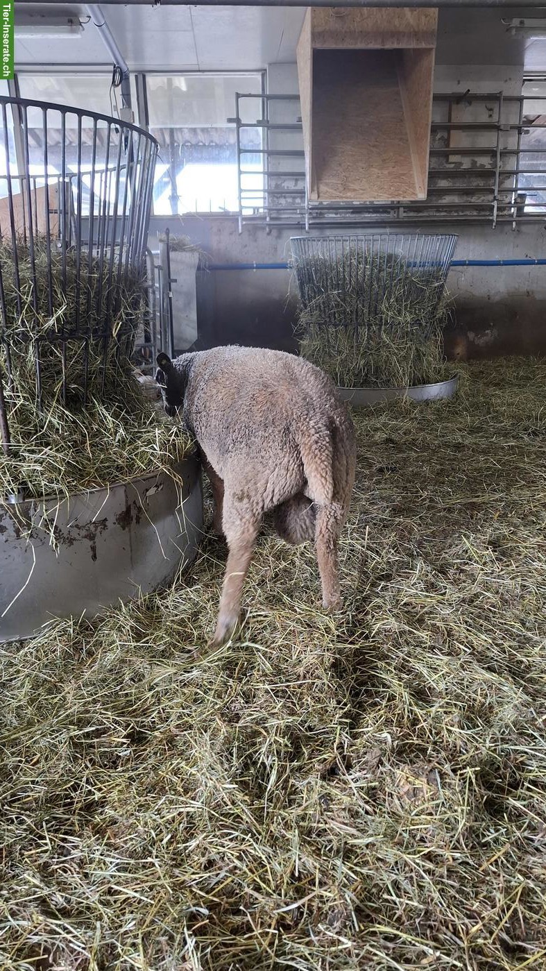 Bild 3: Junger Charollais Widder