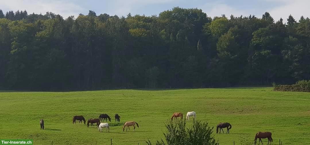 Bild 6: Freie Auslaufboxen mit bedampftem Heu & Stroh, Pfungen ZH