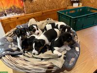 Jack Russell Terrier Welpen, tricolor