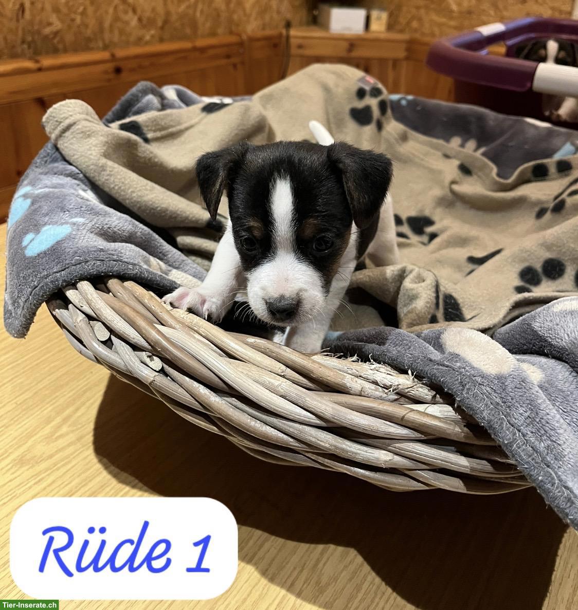 Bild 2: Jack Russell Terrier Welpen, tricolor