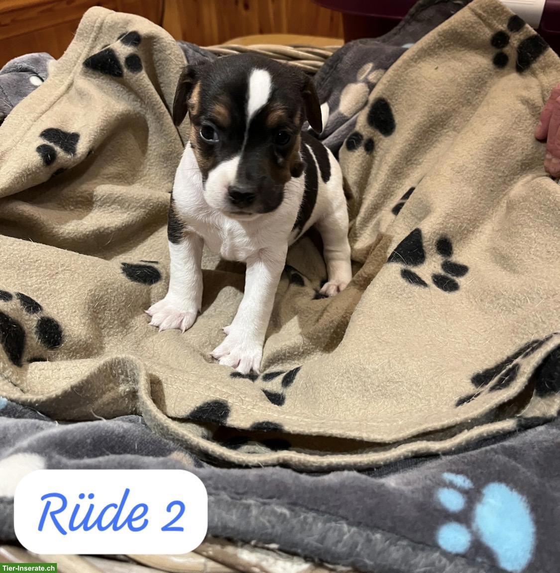 Bild 3: Jack Russell Terrier Welpen, tricolor