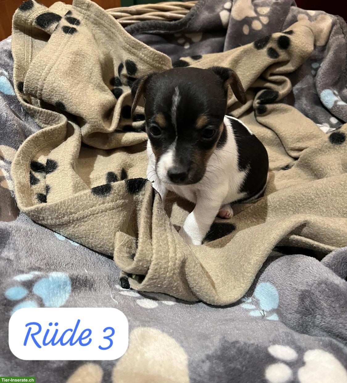 Bild 4: Jack Russell Terrier Welpen, tricolor