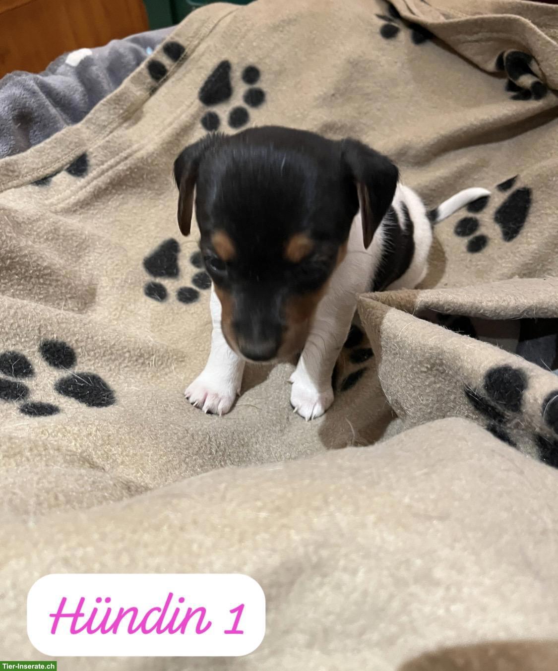 Bild 5: Jack Russell Terrier Welpen, tricolor