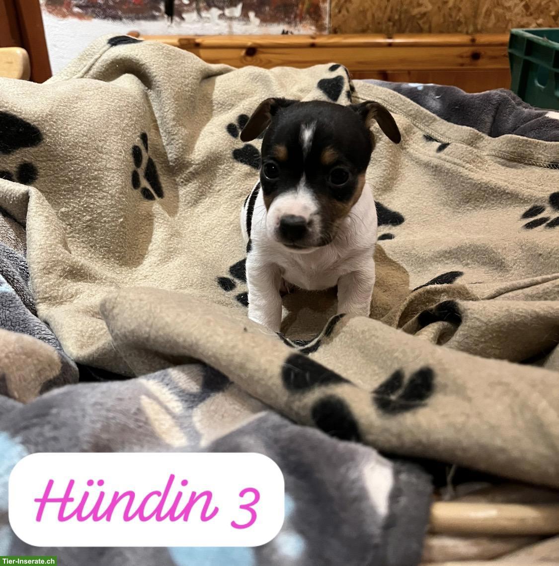 Bild 7: Jack Russell Terrier Welpen, tricolor