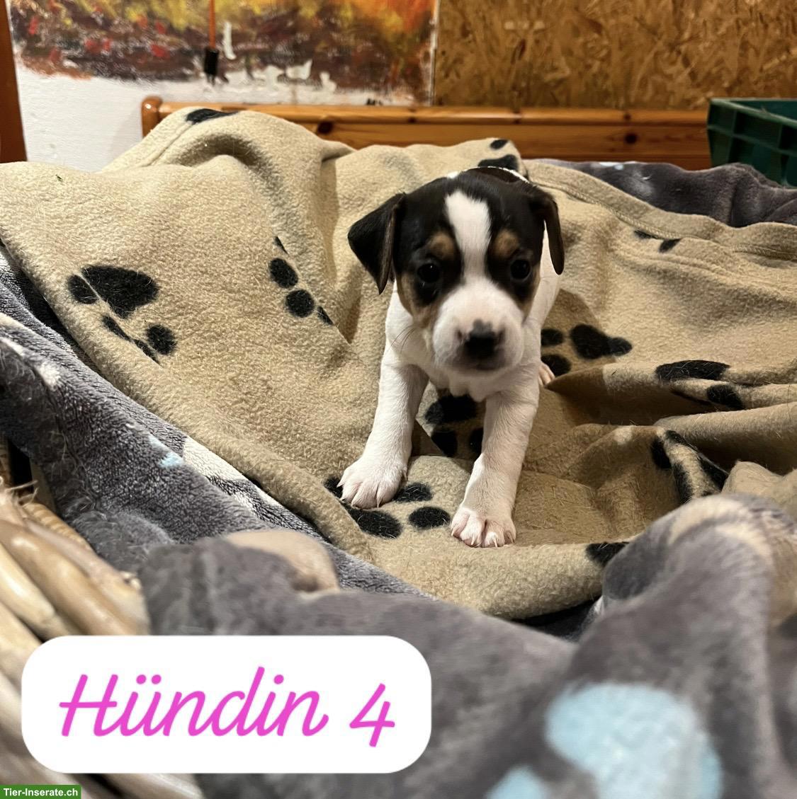 Bild 8: Jack Russell Terrier Welpen, tricolor