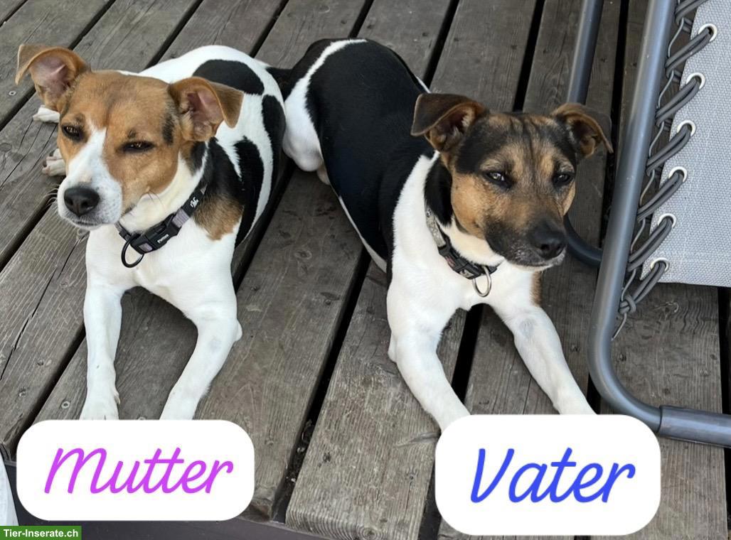 Bild 9: Jack Russell Terrier Welpen, tricolor