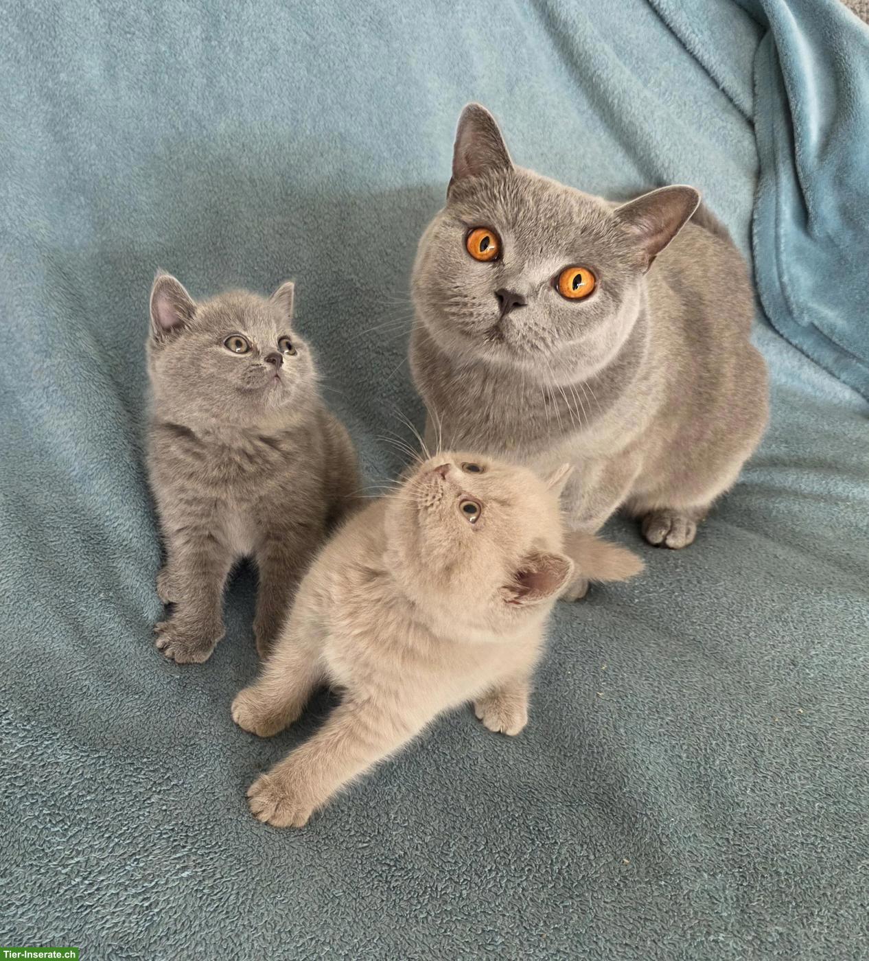 2 BKH Kitten (Britisch Kurzhaar Katzen, Männchen), blau - graue Augen