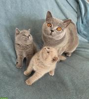 2 BKH Kitten (Britisch Kurzhaar Katzen, Männchen), blau - graue Augen