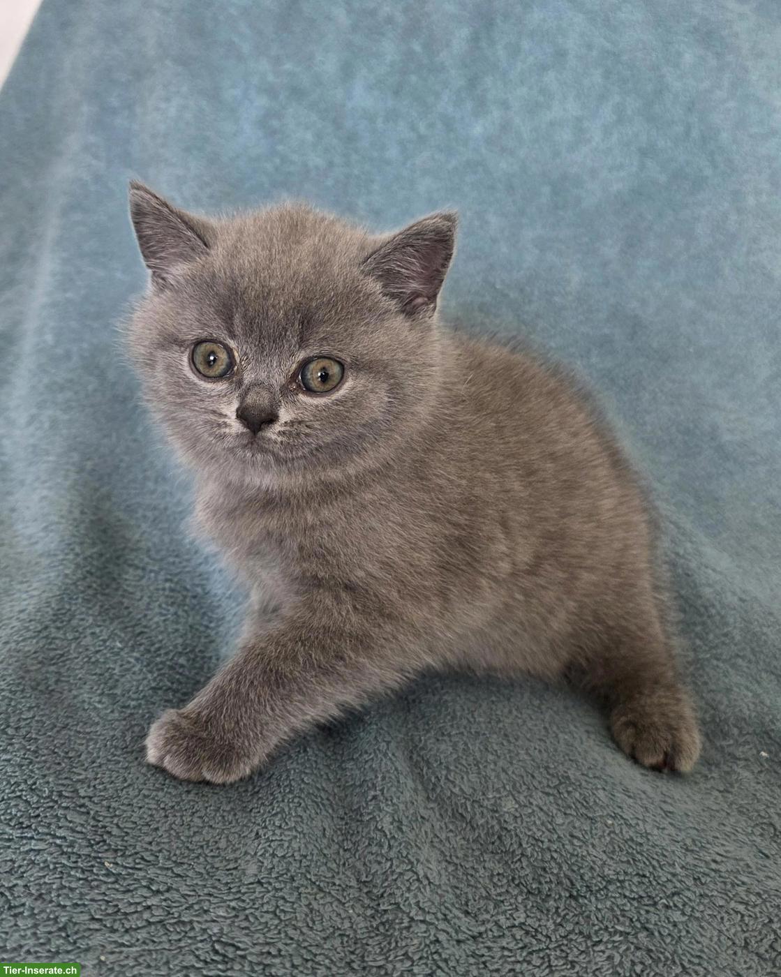 Bild 2: 2 BKH Kitten (Britisch Kurzhaar Katzen, Männchen), blau - graue Augen