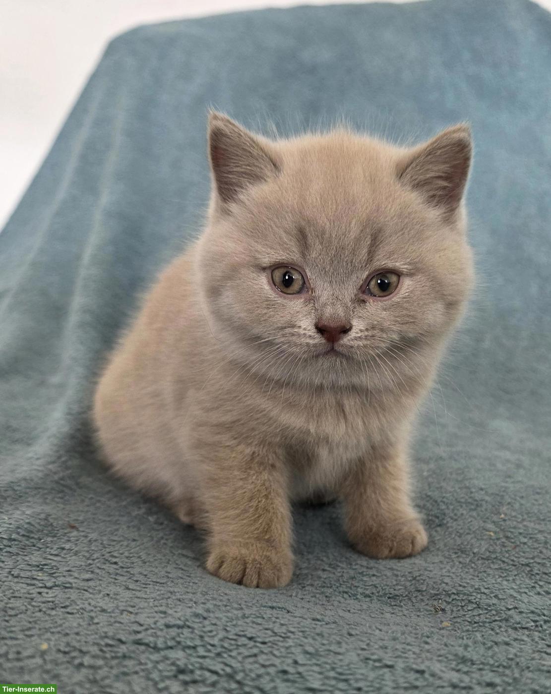 Bild 3: 2 BKH Kitten (Britisch Kurzhaar Katzen, Männchen), blau - graue Augen